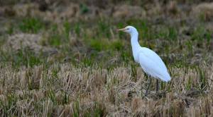 1937435_10204684329782241_5169995439969949053_n